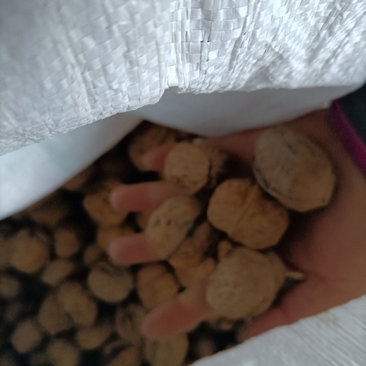 西昌市薄皮核桃 四川大凉山核桃，自然生长，自然成熟