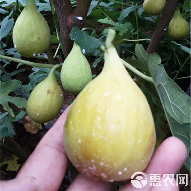 芭劳奈无花果苗  芭劳奈无花果优质嫁接苗南北方适应种植高产基地直销现挖现发