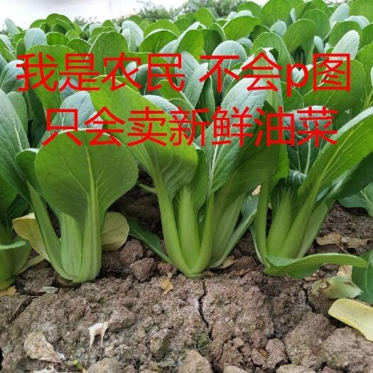 曹县山东省邵庄镇叶菜基地 油菜 上海青 快菜 叶菜产地