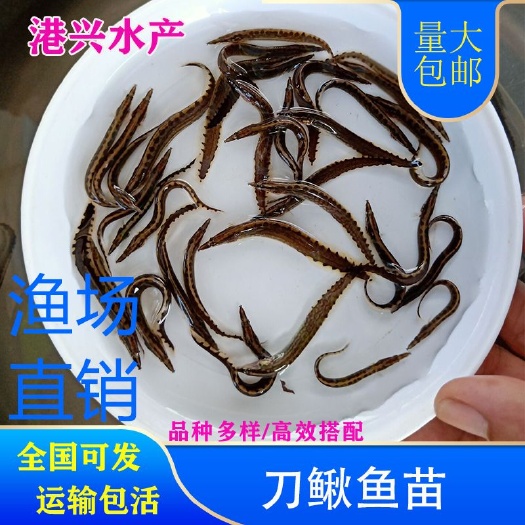 宜阳县刺鳅鱼苗  中华刺鳅苗刀鳅辣稚小苗 鱼塘自产直销