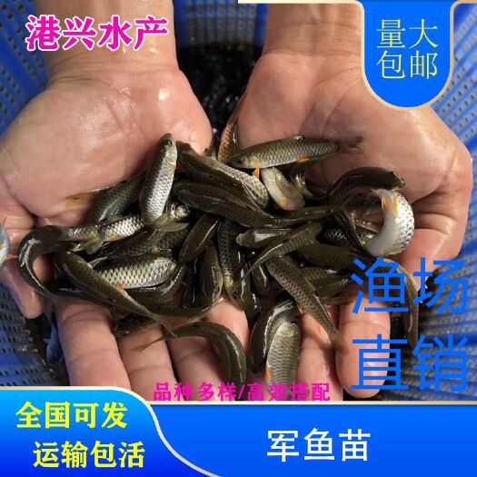 仁布县青竹鲩鱼苗军鱼苗倒刺鲃鱼苗全国可发
