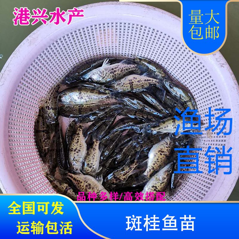 桂鱼苗  桂花鱼苗翘嘴桂寸苗水花苗 市场行情批发价格全国发货