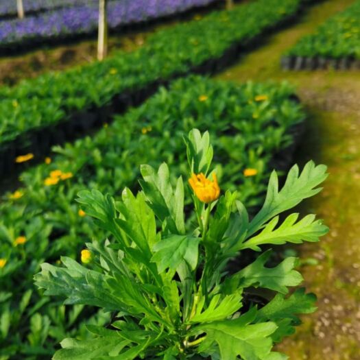 长沙县木春菊苗 四季时令花卉