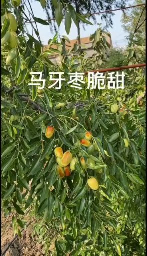平邑县马牙枣苗  马牙枣优质嫁接苗南北方适应种植高产当年挂果基地直销