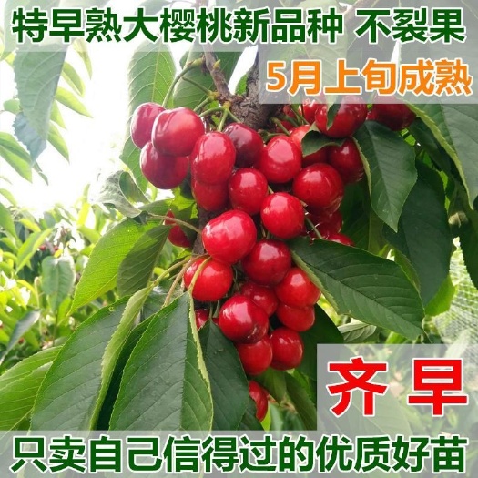 平邑县齐早樱桃苗  车厘子樱桃树苗基地直销皮薄肉多香甜可口量大可以