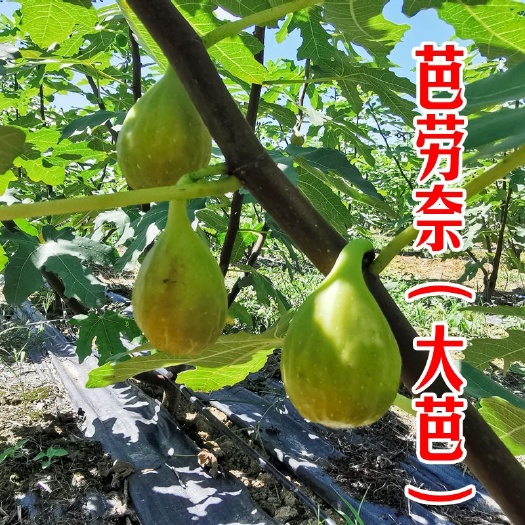 平邑县芭劳奈无花果苗  芭劳奈无花果优质嫁接苗南北方适应种植高产基地直销现挖现发