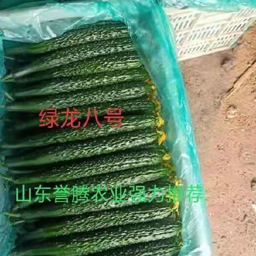 寿光市黄瓜种苗 强䧳油亮大黄瓜绿龙8号，适合冬季改茬，窜头快，抗病能力强。