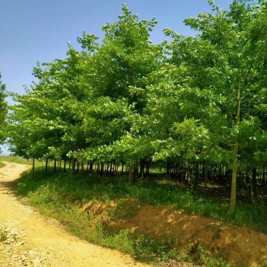 广德市 沼生栎，娜塔栎，规格7－13，