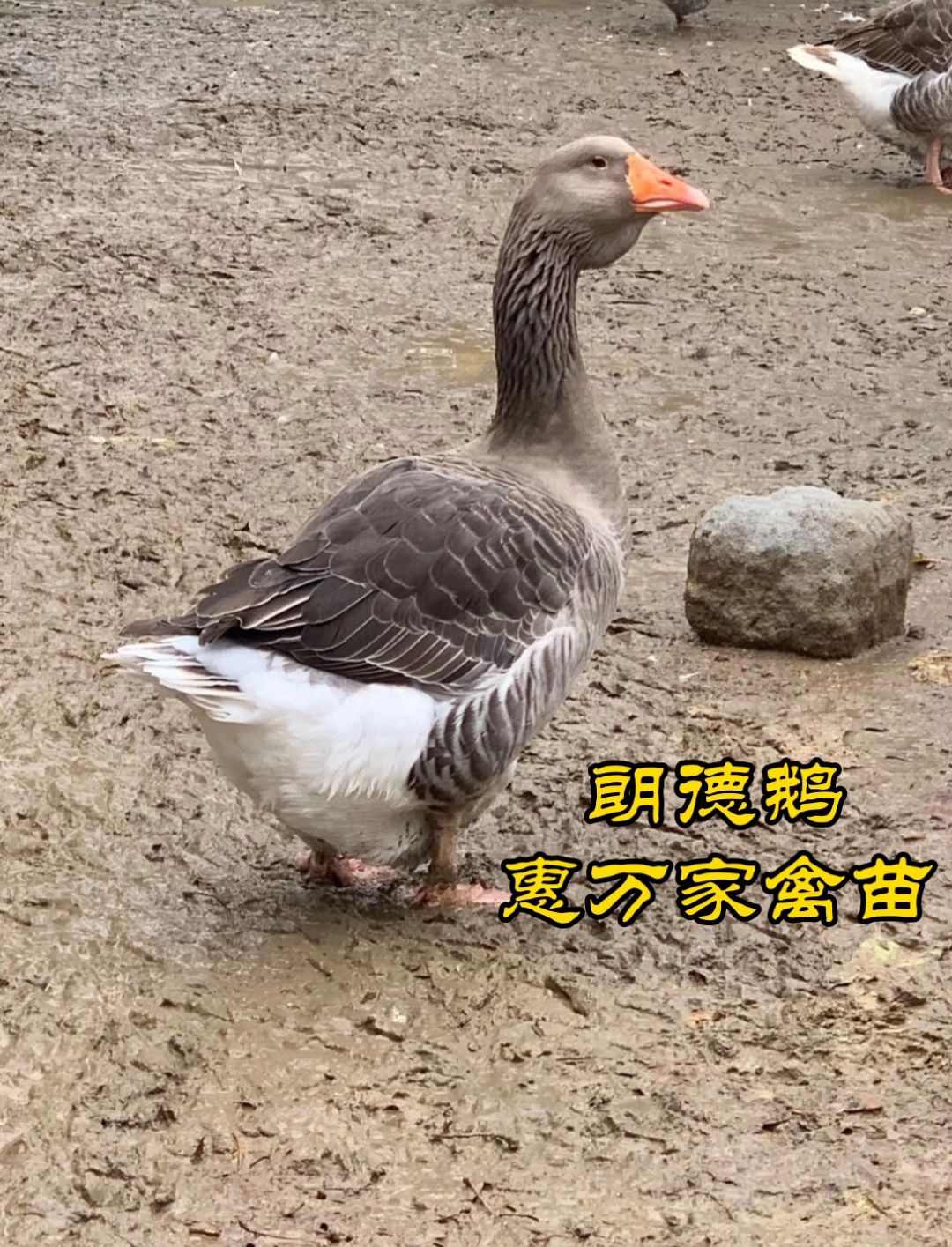 朗德鹅苗 雁鹅苗  全国批发 包小鹅瘟疫苗 量大送养殖场地