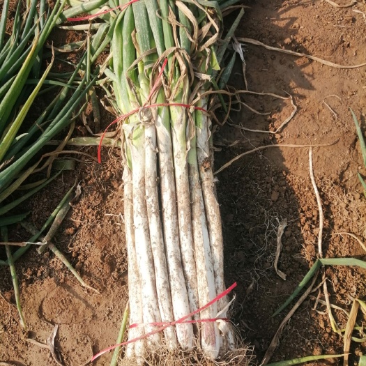 开封长白大葱  基地直供！货源充足！价格低廉！欢迎下单