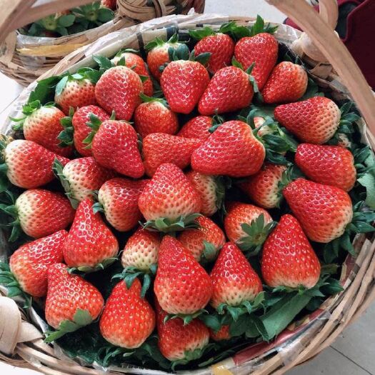 邳州市新鲜奶油大量供应批发甜查理草莓 妙香草莓欢迎前来采购