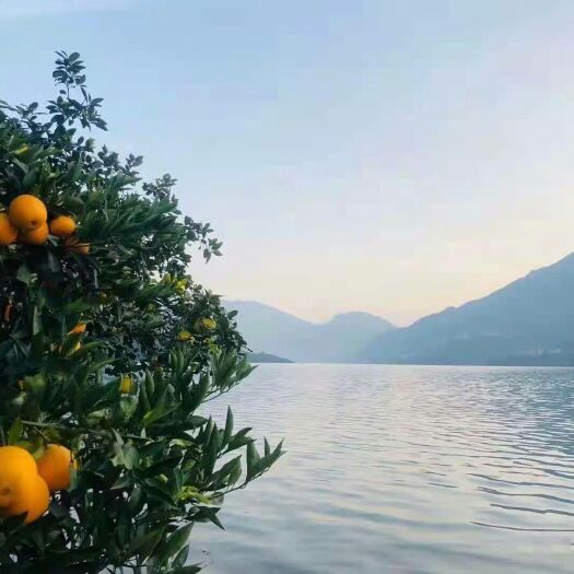 慈利县脐橙 都是自家果园的水果。