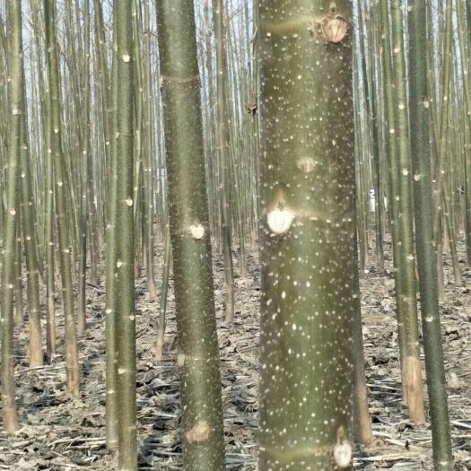 商丘 规格3至6公分！品种有9501/9502/兰考泡桐紫花桐