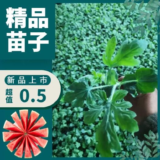 宿州西农8号西瓜苗  苗壮根旺