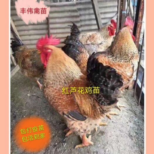 南宁红芦花鸡苗 金芦花鸡苗 黑芦花鸡苗 大种鸡苗 土鸡苗 小鸡苗
