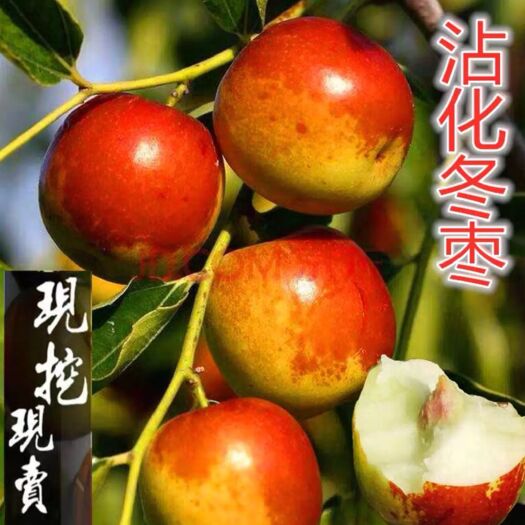 平邑县冬枣树苗  冬枣苗当年种植当年结果
