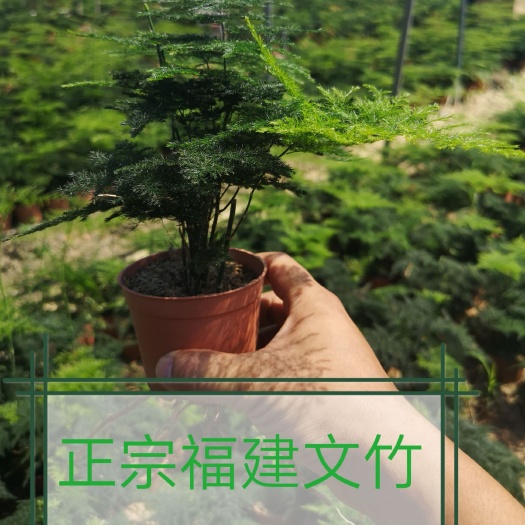 漳州文竹  正宗福建铁杆 自产自销 整箱批量销售 不含运费