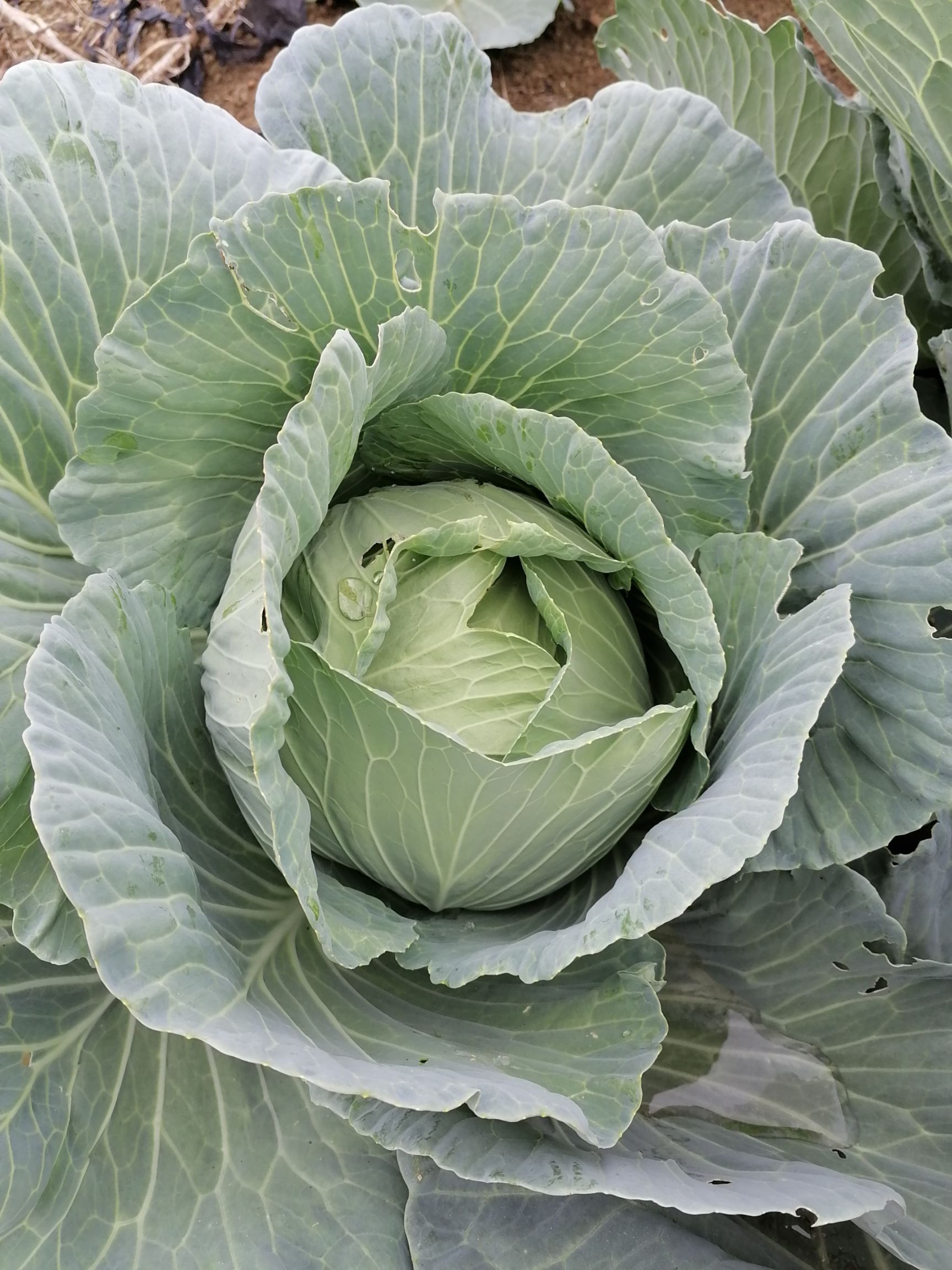包菜  广西宾阳县包心甘蓝菜质优价赚