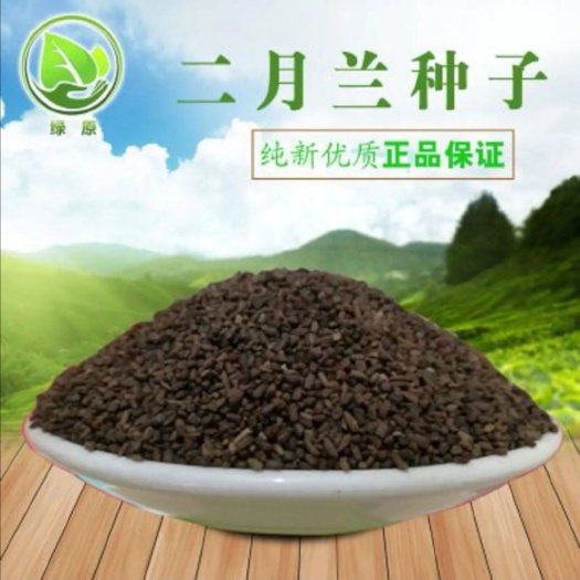 安国市二月兰种子 纯新采收 包发芽种植简单易存活 免费提供种植技