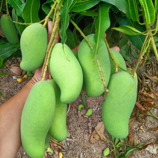 象牙芒 海南省三亚市崖州区 生果