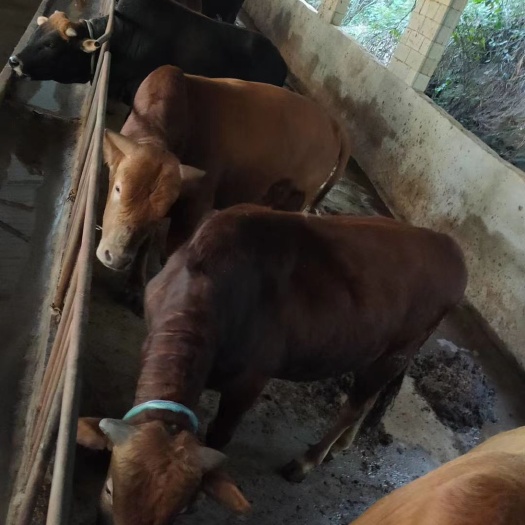 岳西县肉牛 600-800斤 统货 
