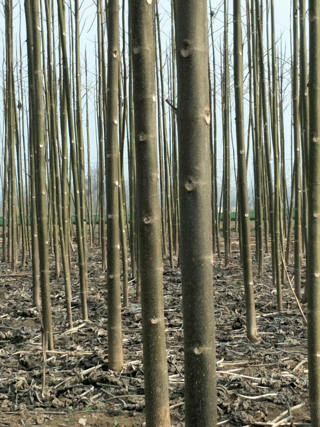  规格3至6公分！品种有9501/9502/兰考泡桐紫花桐