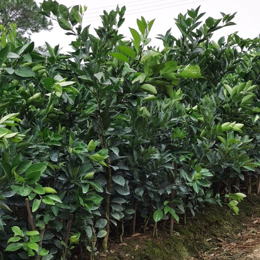 于都县纽荷尔脐橙苗  纽荷尔种苗