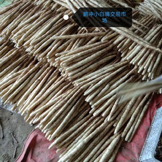 安平县小白嘴山药  小白嘴精品网袋 黑头箱货/网袋 普通网袋/箱货 促销火爆开启