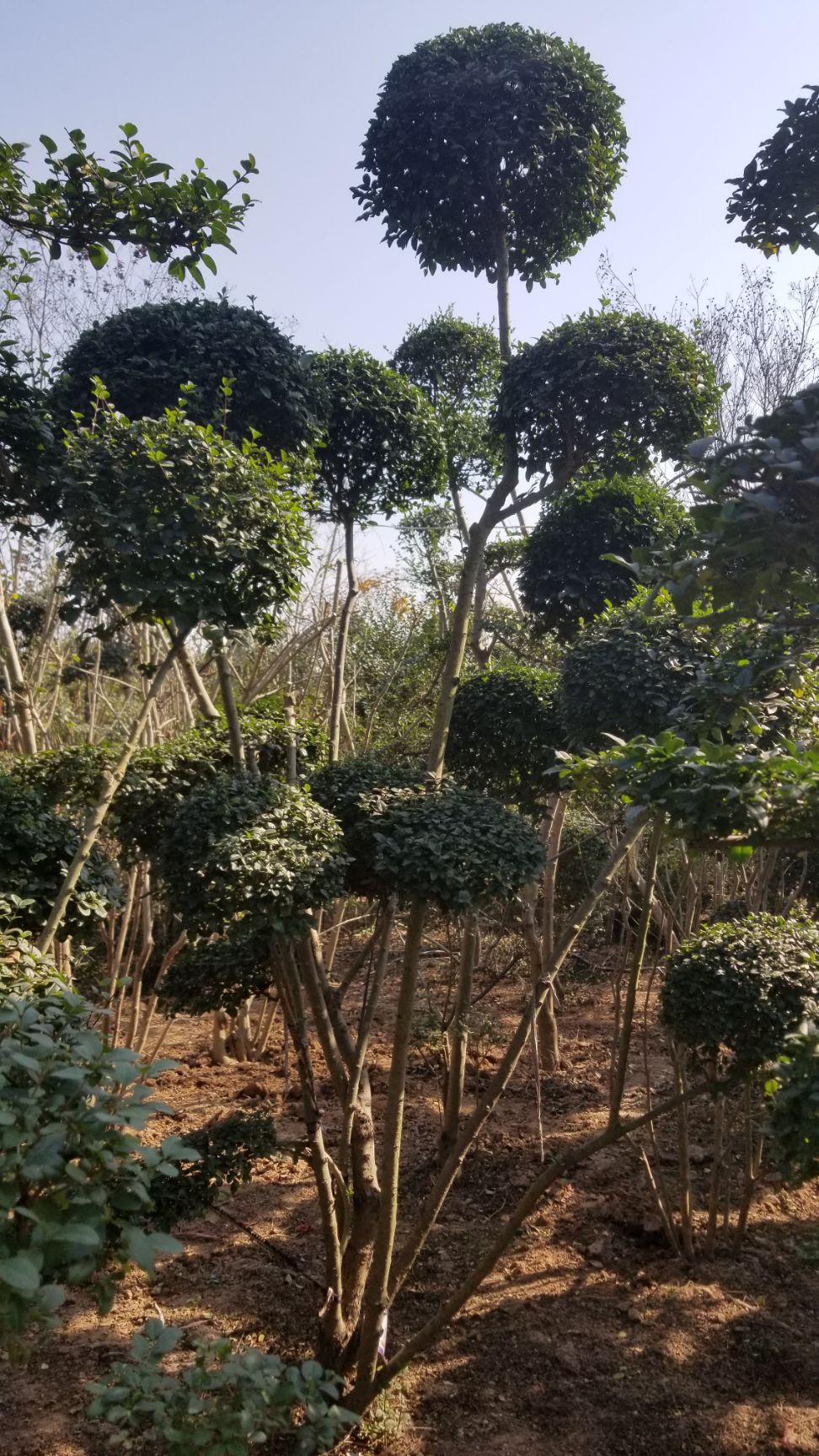 造型女贞 女贞苗木,小叶女贞造型树,金森女贞,金叶女贞(可视频选货)