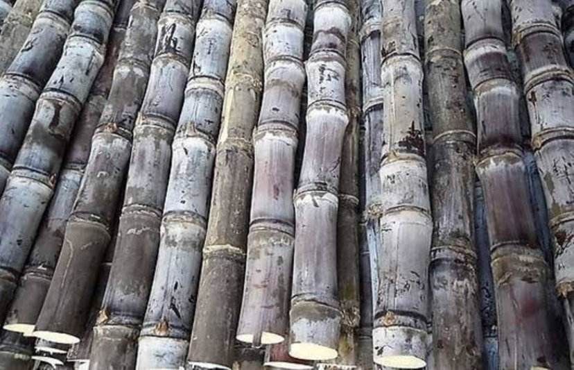 [北蜜一号甘蔗批发] 北方甘蔗自产整车零担价格2元/根 - 惠农网