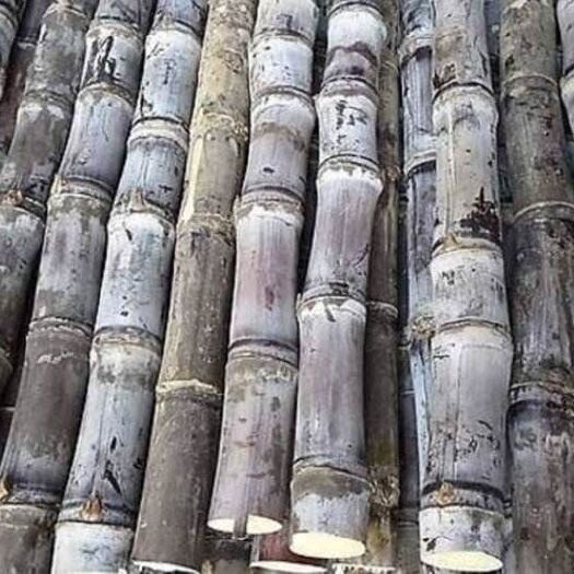 长沙北蜜一号甘蔗 特级 黑色
