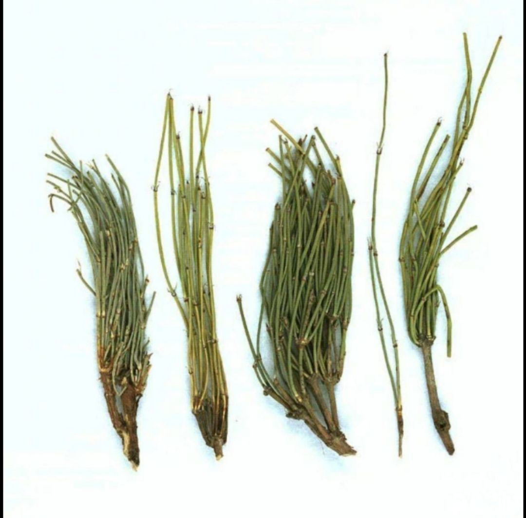麻黄  ，药材