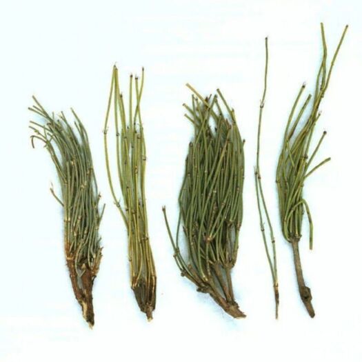 靖远县麻黄  ，药材