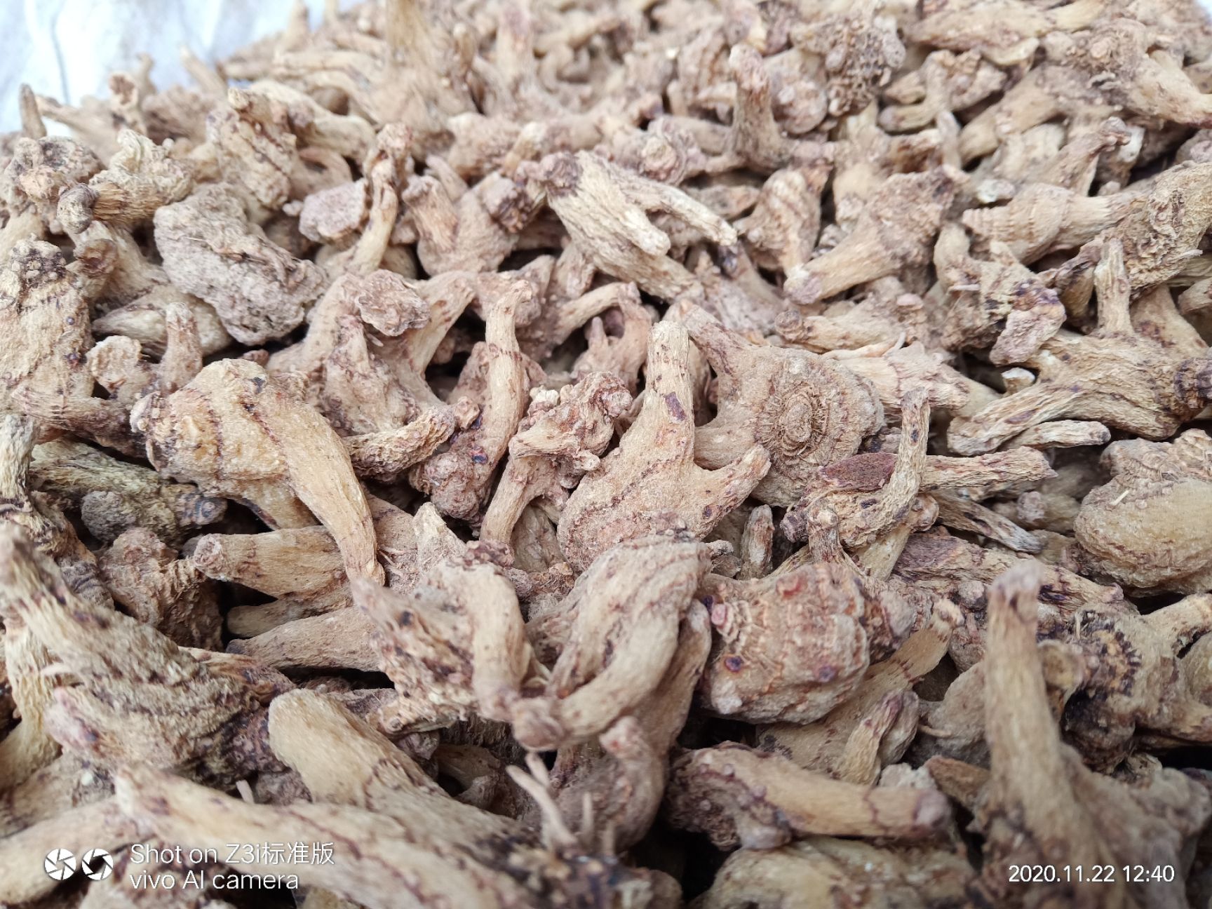 白及  纯  生移栽林下仿  生种植白芨  可视屏采挖