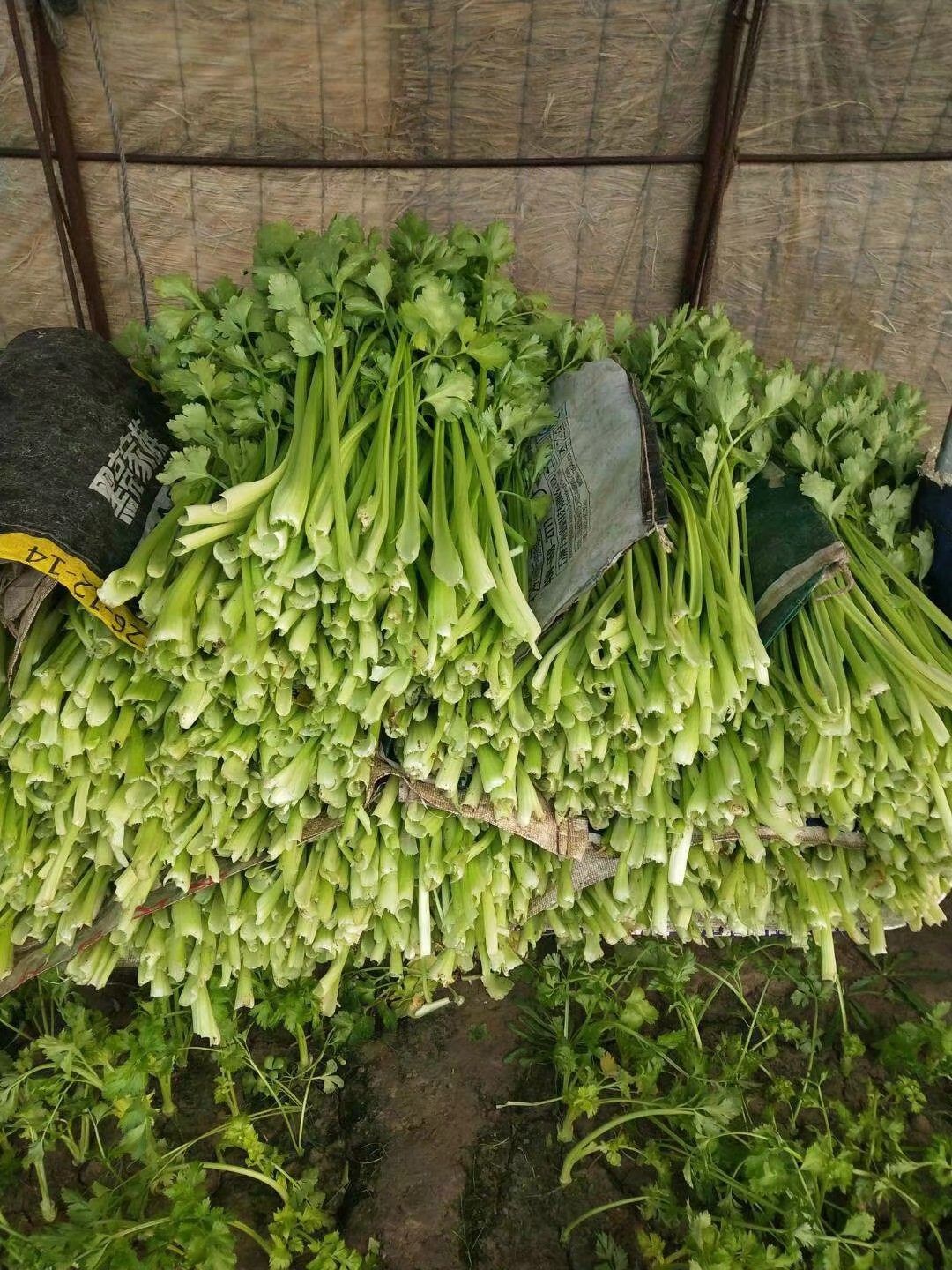 铁杆芹菜