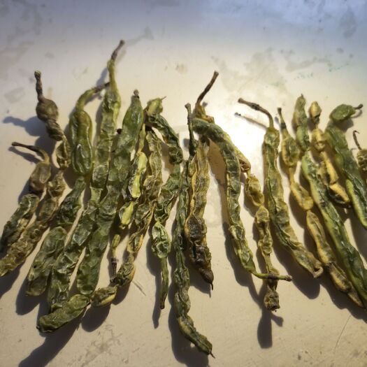 庆云县槐豆，槐角，