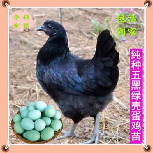 南宁五黑鸡苗  麻羽绿壳蛋鸡 黑土鸡 五黑一绿鸡苗