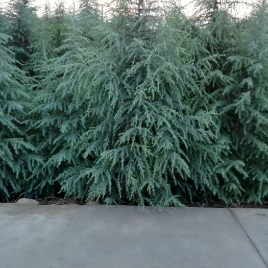 眉县普通雪松 雪松腾地价格便宜，自己家地里种的，货真价实
