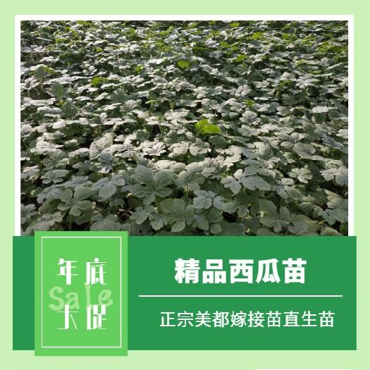 宿州美都西瓜苗  正宗美都嫁接苗直生苗