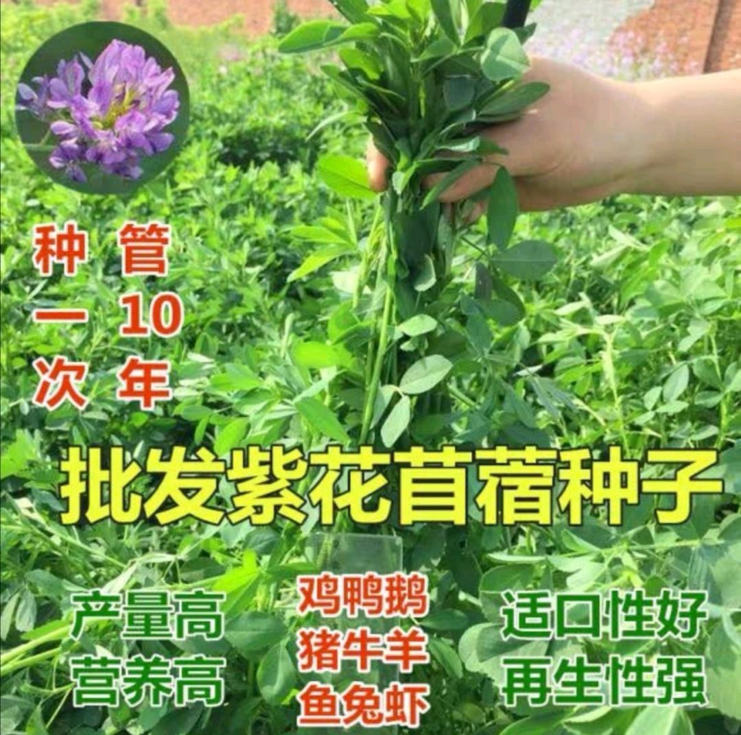 安国市紫花苜蓿种子 优质牧草种籽 适口性好营养价值高 种子公司批发