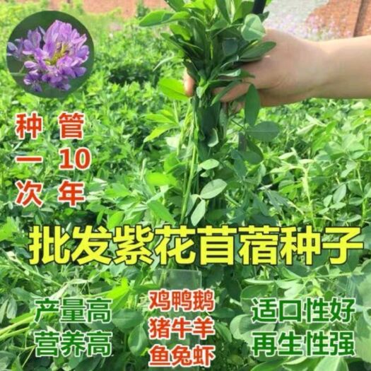 安国市紫花苜蓿种子 优质牧草种籽 适口性好营养价值高 种子公司批发