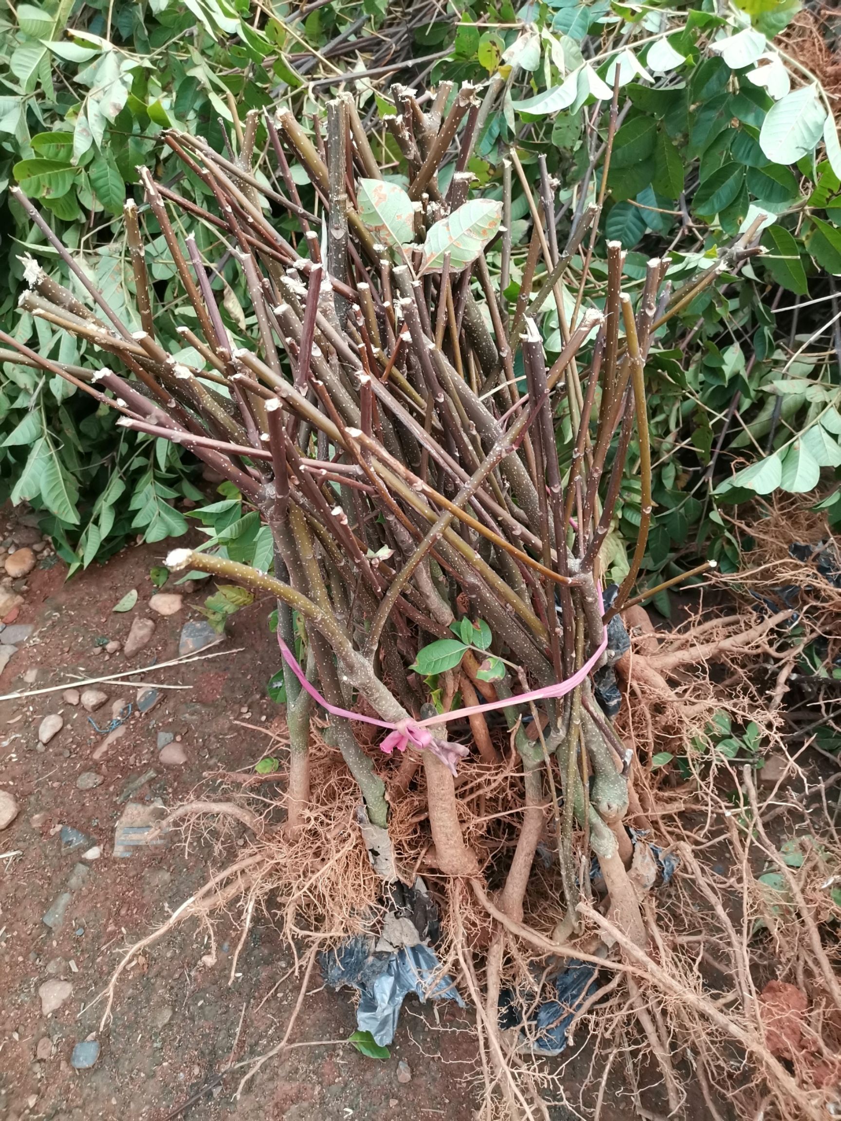 吴茱萸苗  江西中花茣茱萸苗