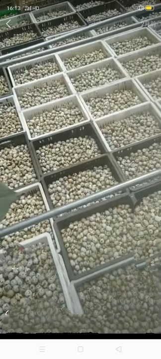菏泽黄羽鹌鹑蛋 鹌鹑蛋