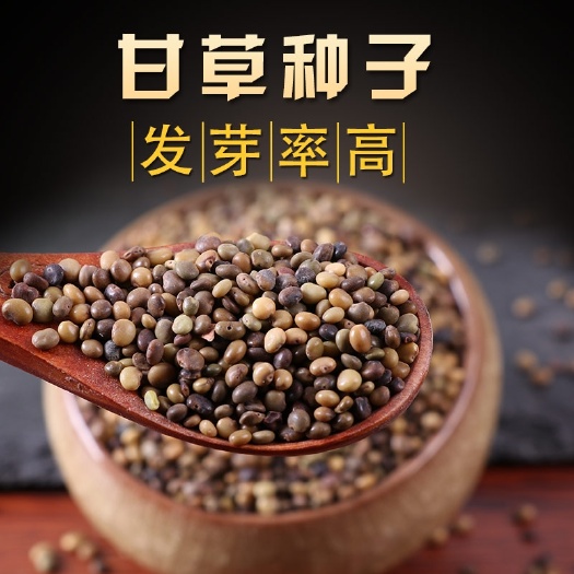 甘草种子 纯新采收 红皮甘草籽 耐寒耐干旱 适应能力强