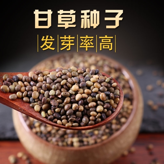 甘草种子 纯新采收 红皮甘草籽 耐寒耐干旱 适应能力强