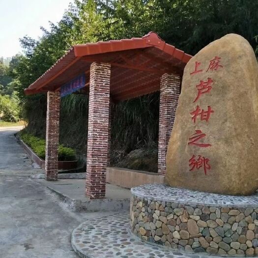 南靖县椪柑  果园基地，生态种植，优质果源。。。。 果肉饱满、细嫩