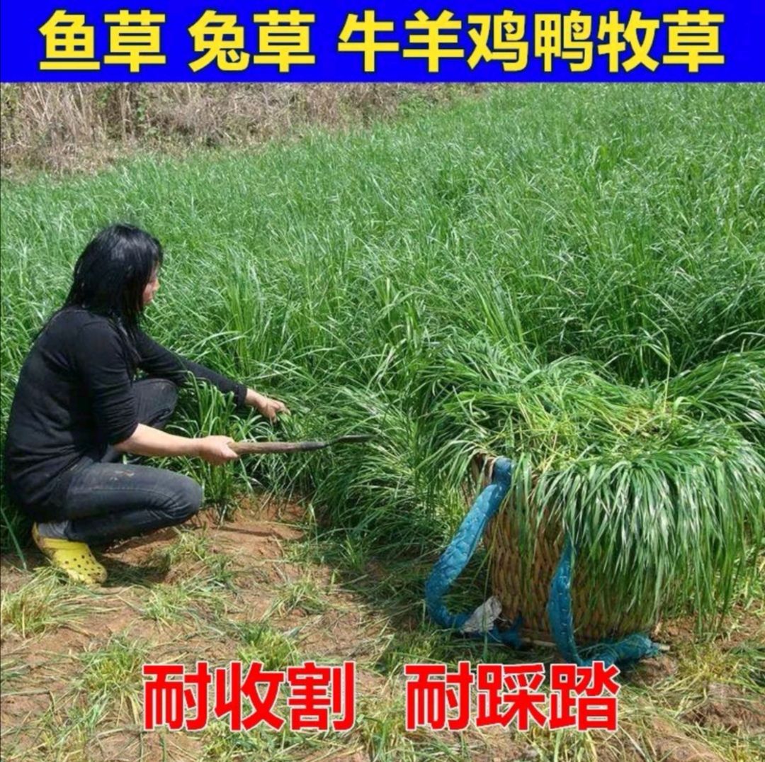 黑麦草种子 小粒多年生黑麦草籽 高产品种 种子公司批发零