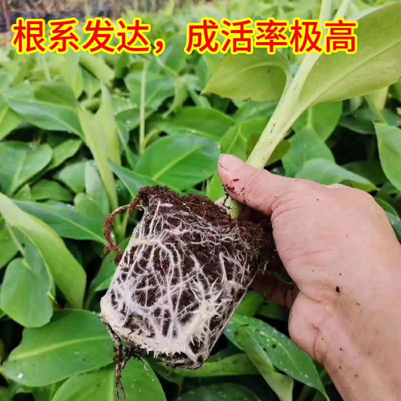 南洋红香蕉苗  香蕉树苗南方四季苹果蕉红皮矮化芭蕉抗寒室内盆栽种植水果树包邮