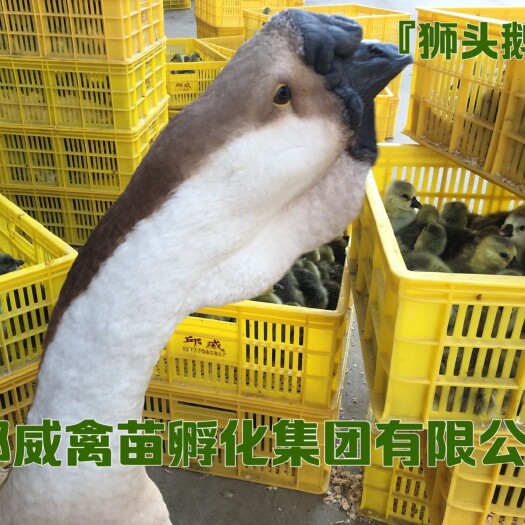 贵阳 纯种狮头鹅苗，公母混合苗