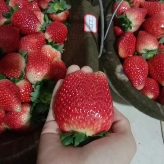徐州甜查理草莓 个大 甜